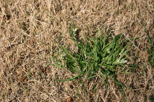 Lawn – Timing Pre-emergent Herbicide | Walter Reeves: The Georgia Gardener