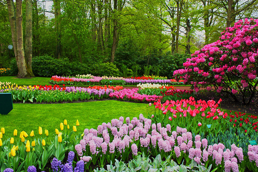 Flowers to Plant in March