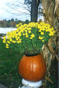 pumpkin-planter-2