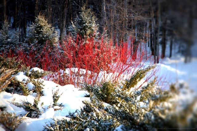 Winter Landscaping Tips