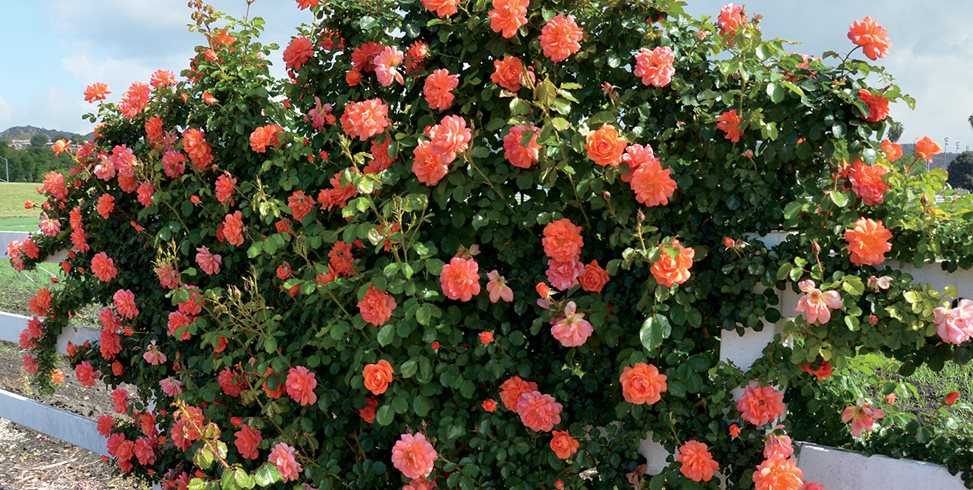 Rose Garden Tips