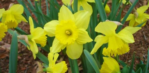 Daffodil or Jonquil … Is there a Difference?