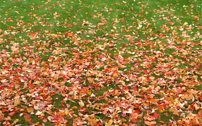 How to Prepare Your Yard for November: Expert Tips from Stone Creek Landscaping