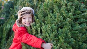 How to Keep your Christmas Tree Fresh